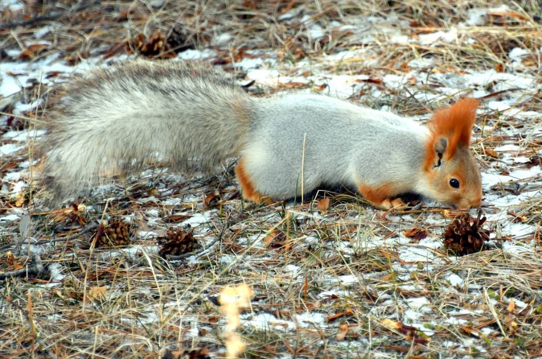 Doğanın renkli misafirleri! Kars'ta kızıl sincaplar yaşam alanlarında görüntülendi 9